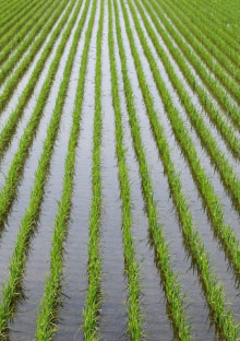 作付け面積調整